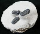 Small Gerastos Trilobite Cluster - Nice Preparation #16072-2